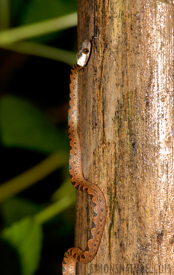 Leptodeira rhombifera [105 mm, 1/60 Sek. bei f / 11, ISO 100]